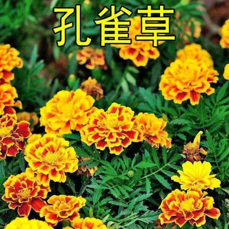 孔雀草花种子混色重瓣草花种子庭院室外景观花卉四季易种花种