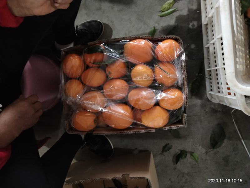 长虹脐橙，一手货源，对接各大市场，商超，电商平台量大价优