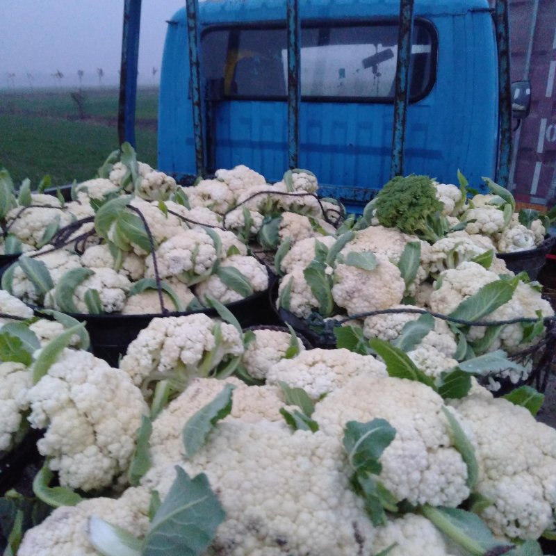 有机花菜正在地头批发中，无任何中介黄牛费用，保证新鲜……