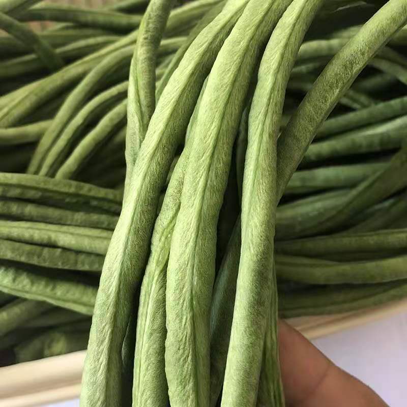 茂华绿长丰豆角种子，翠绿条肉厚，条长90厘米，耐热耐低温