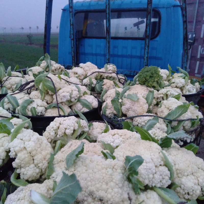有机花菜正在地头批发中，无任何中介黄牛费用，保证新鲜……