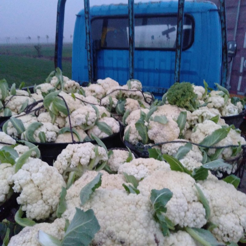有机花菜正在地头批发中，无任何中介黄牛费用，保证新鲜……