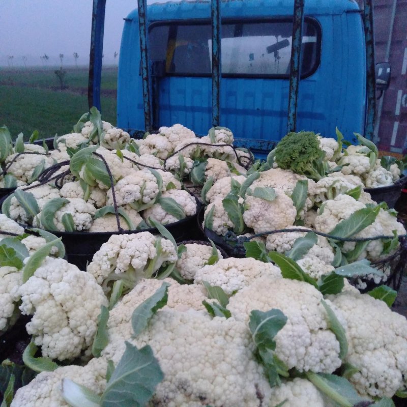 有机花菜正在地头批发中，无任何中介黄牛费用，保证新鲜……