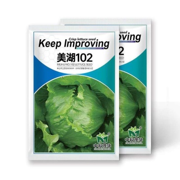 美湖102结球生菜种子，中熟耐寒，深绿色，苦中带甜