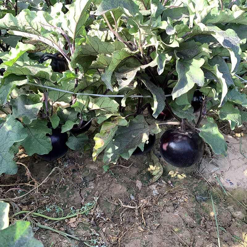 黑将军紫圆茄茄子种子，油亮有光泽，采摘期长，品质突出