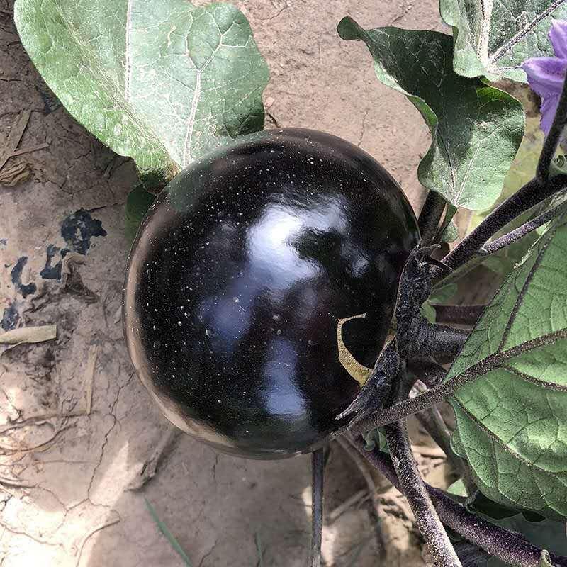 黑将军紫圆茄茄子种子，油亮有光泽，采摘期长，品质突出