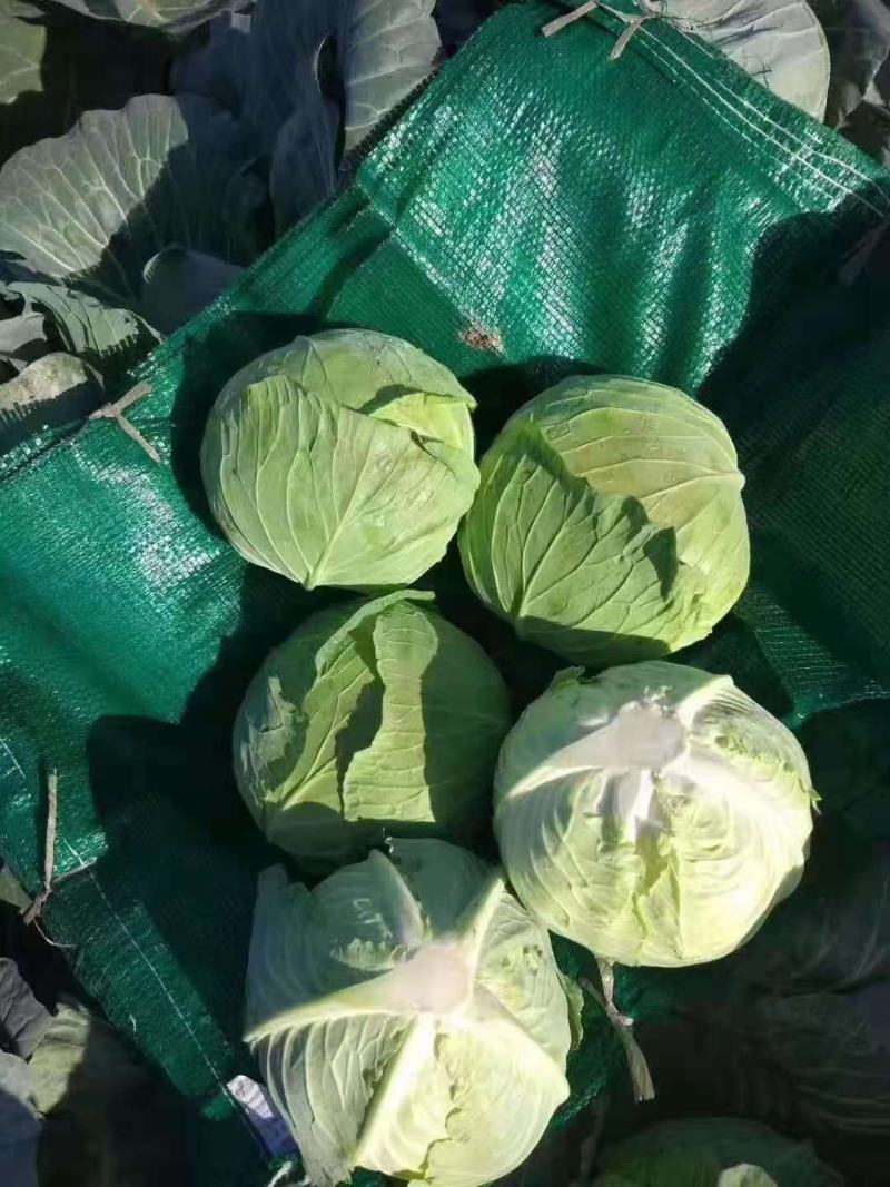 奥奇娜包菜，质量好，刚上市，市场加工厂都可以发