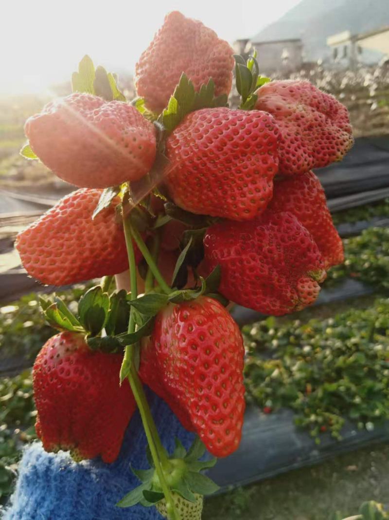 草莓大凉山露天草莓，甜草莓冬草莓容易坏不介意的联系冻果品