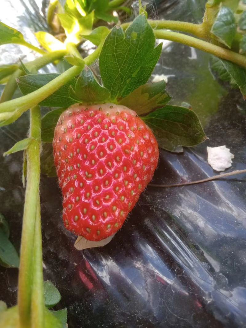 草莓大凉山露天草莓，甜草莓冬草莓容易坏不介意的联系冻果品
