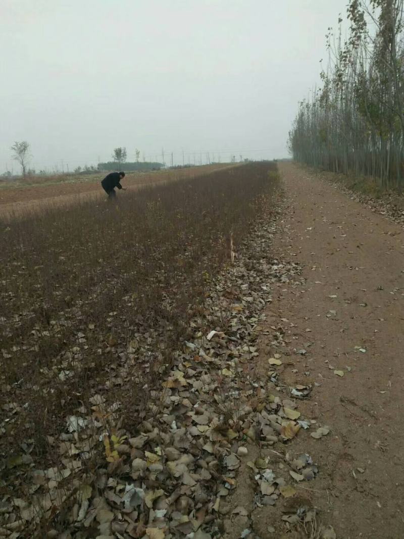 山西钙果苗又名欧李苗农大8/9当年可挂果，偏远地区可包邮