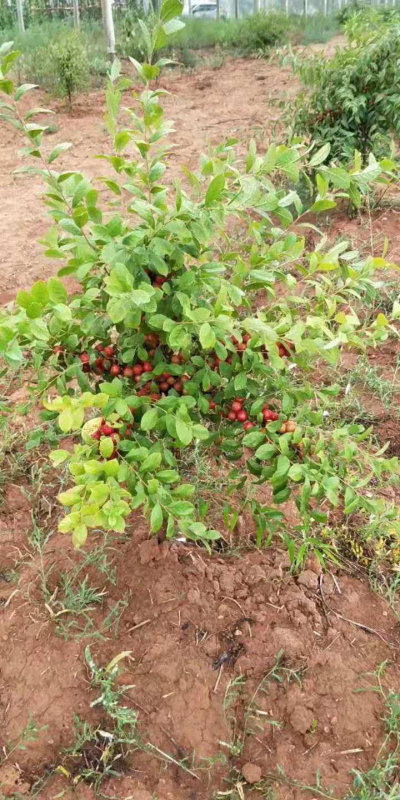 山西钙果苗又名欧李苗农大8/9当年可挂果，偏远地区可包邮