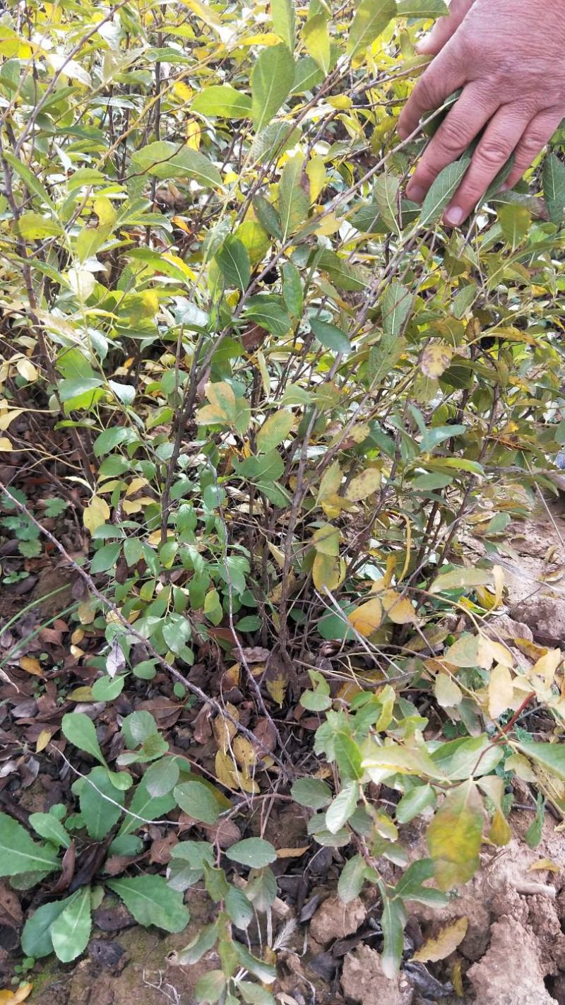 山西钙果苗又名欧李苗农大8/9当年可挂果，偏远地区可包邮