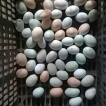 土鸡种蛋，乌骨土鸡种蛋，种蛋