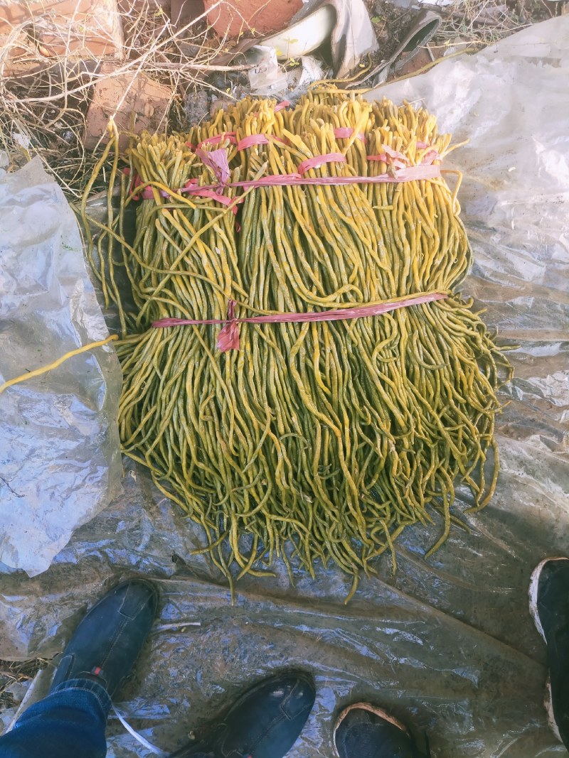 酸豆角，土窑淹制的酸豆角