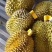【常年有货】泰国巴掌榴莲金枕榴莲批发一件代发
