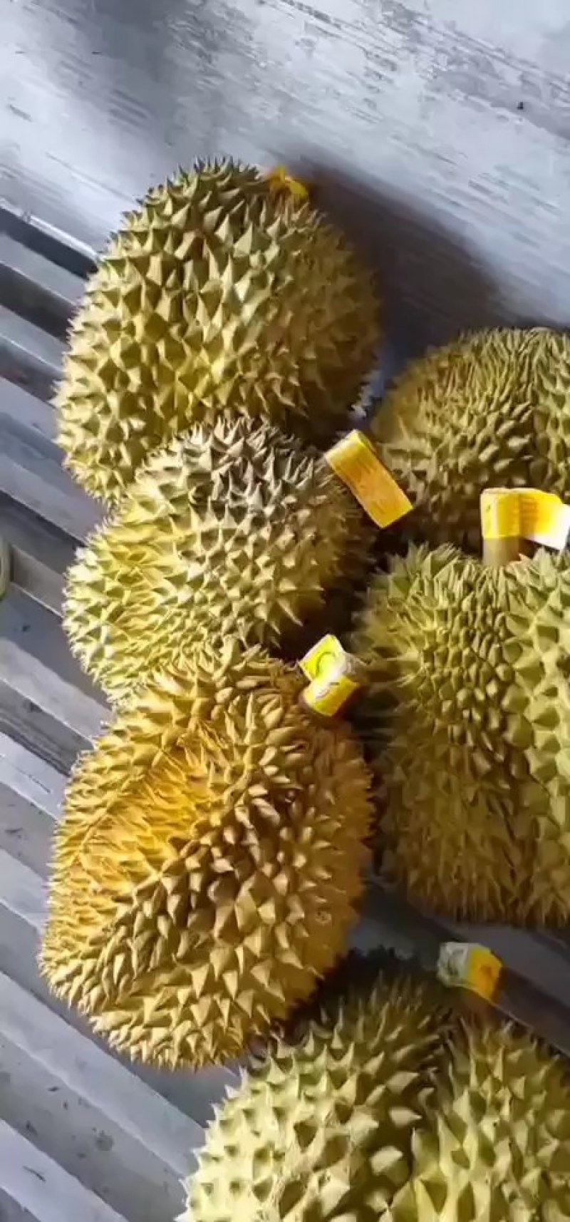 【常年有货】泰国巴掌榴莲金枕榴莲批发一件代发