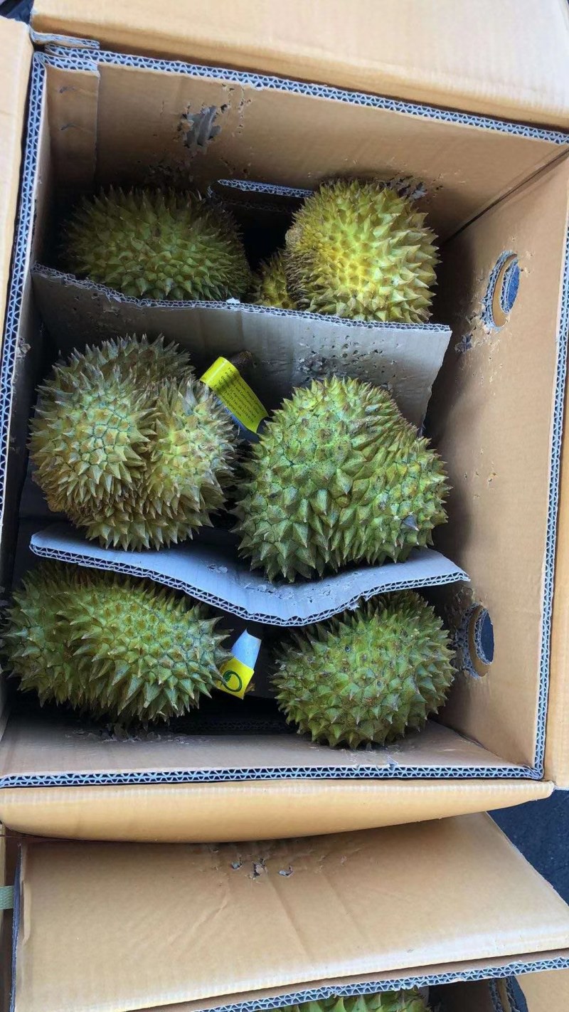 【常年有货】泰国巴掌榴莲金枕榴莲批发一件代发