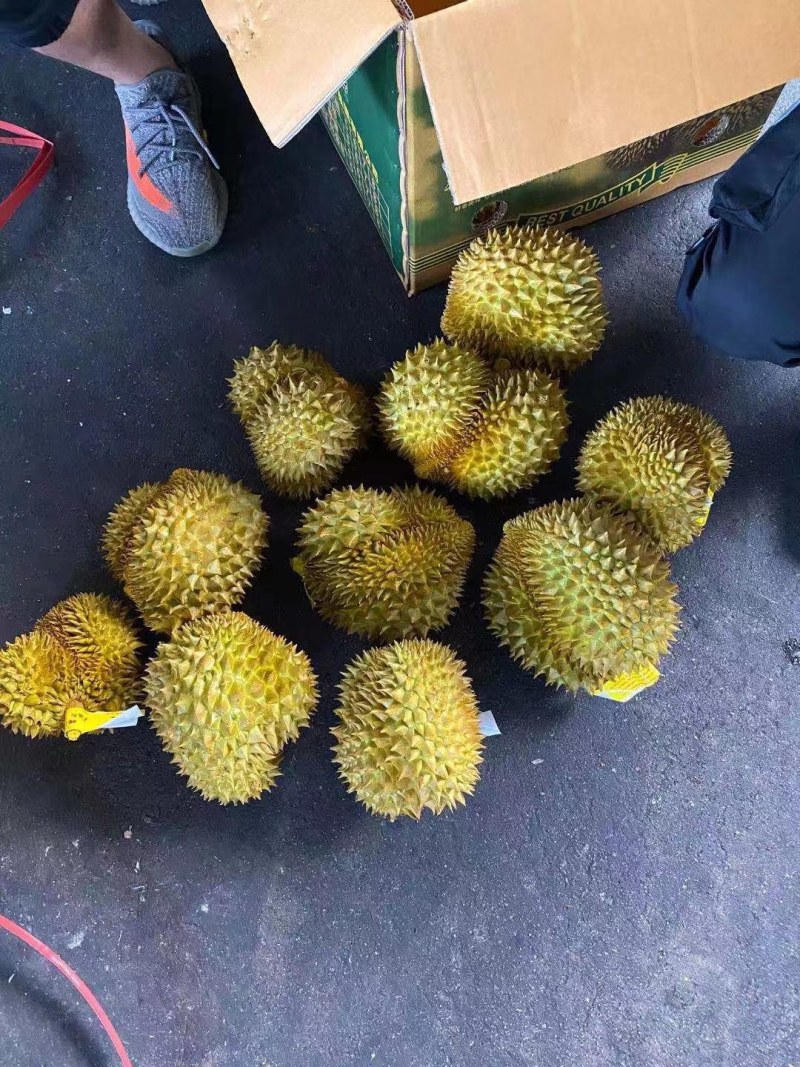 【常年有货】泰国巴掌榴莲金枕榴莲批发一件代发