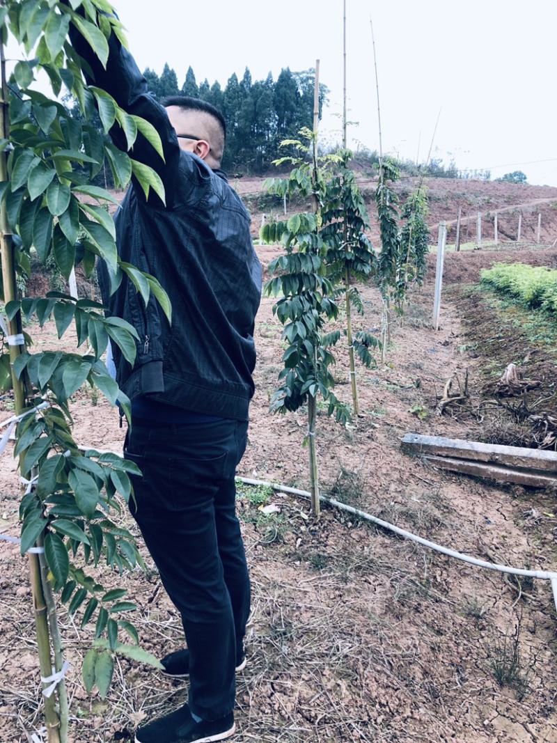 黄花梨苗大量出售，量大从优