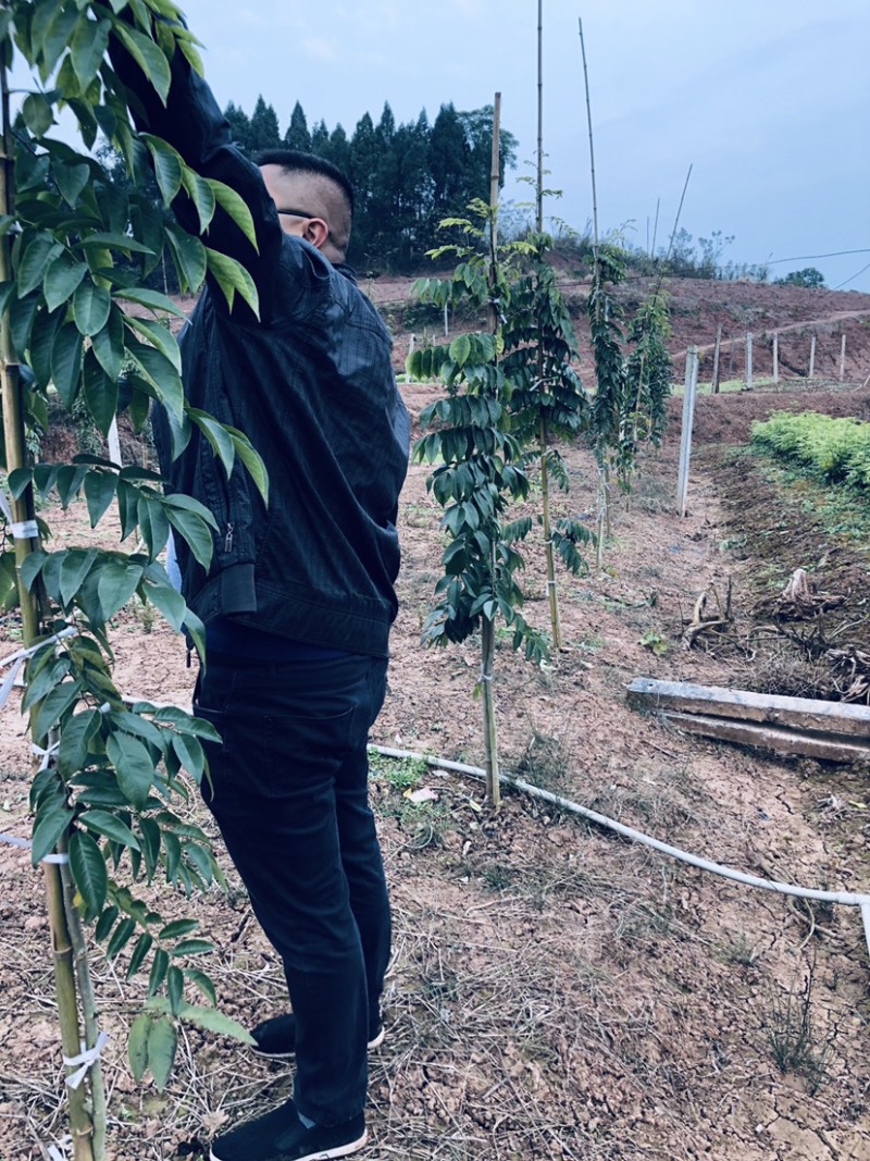 黄花梨苗大量出售，量大从优
