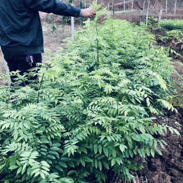 黄花梨苗大量出售，量大从优