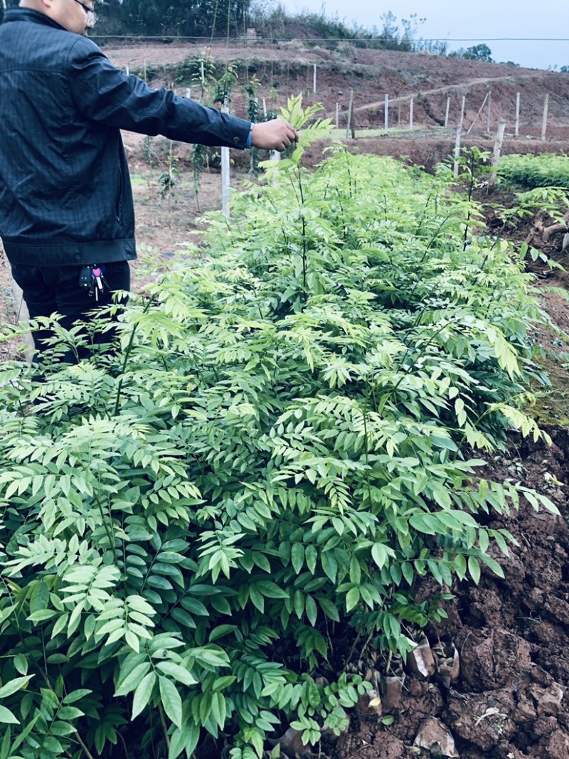 黄花梨苗大量出售，量大从优