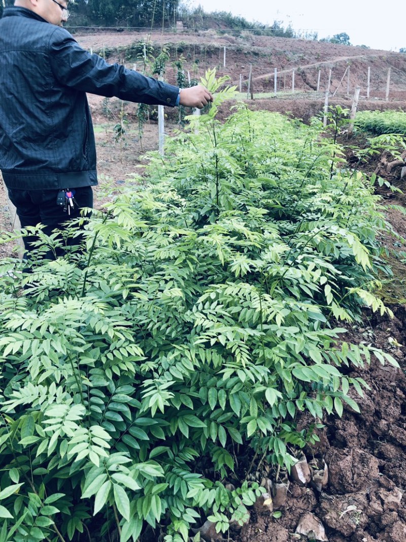黄花梨苗大量出售，量大从优