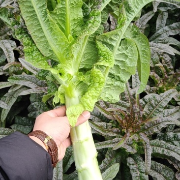沂南县大棚精品莴笋上市