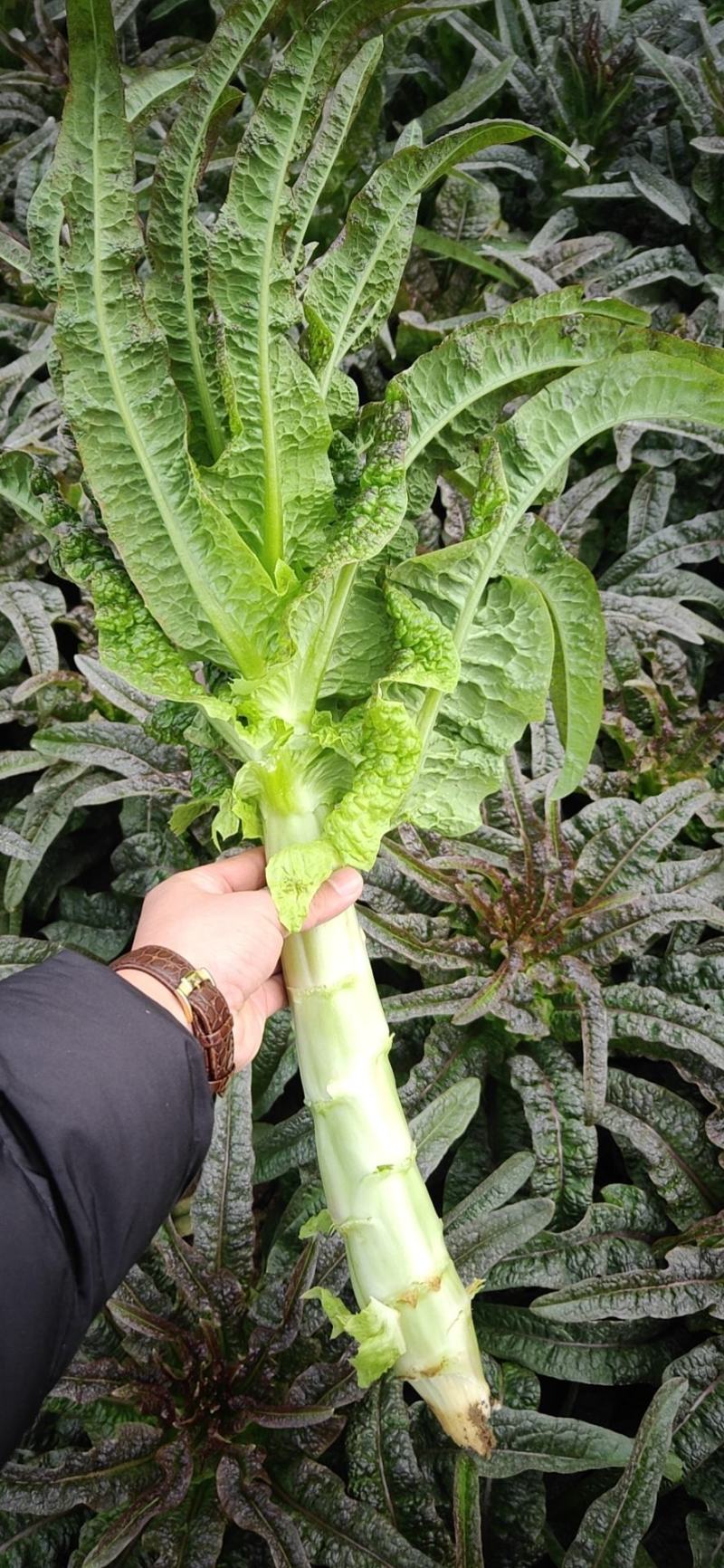 沂南县大棚精品莴笋上市