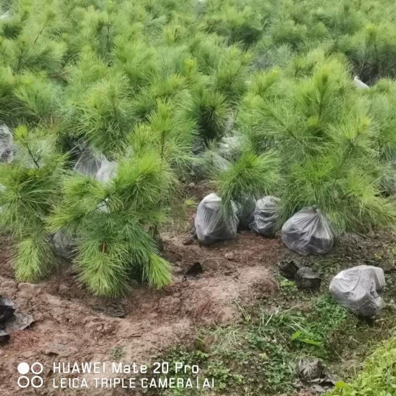 湿地松(美国松)景盛苗木合作社