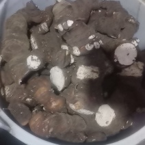 贵州深山纯野生野生重楼