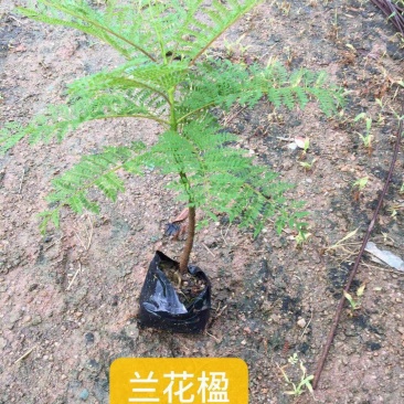 福建省漳州市供应绿庭院设计，蓝花楹苗供应大小规格袋苗