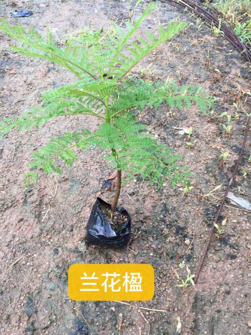 福建省漳州市供应绿庭院设计，蓝花楹苗供应大小规格袋苗