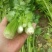 砀山县芹菜，法国皇后芹菜50cm以上，中小棵，保质保量