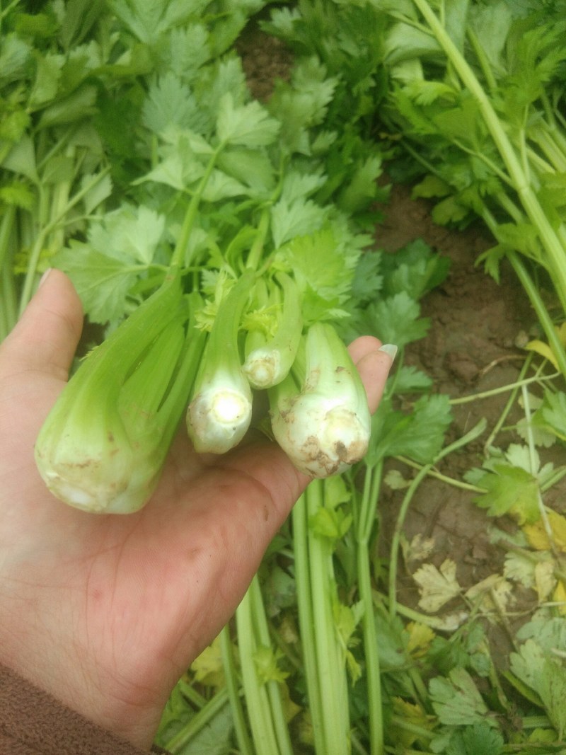 砀山县芹菜，法国皇后芹菜50cm以上，中小棵，保质保量