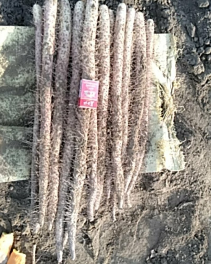 棒山药，干净没土，条形好，有粗度，有长度，软糯，香甜