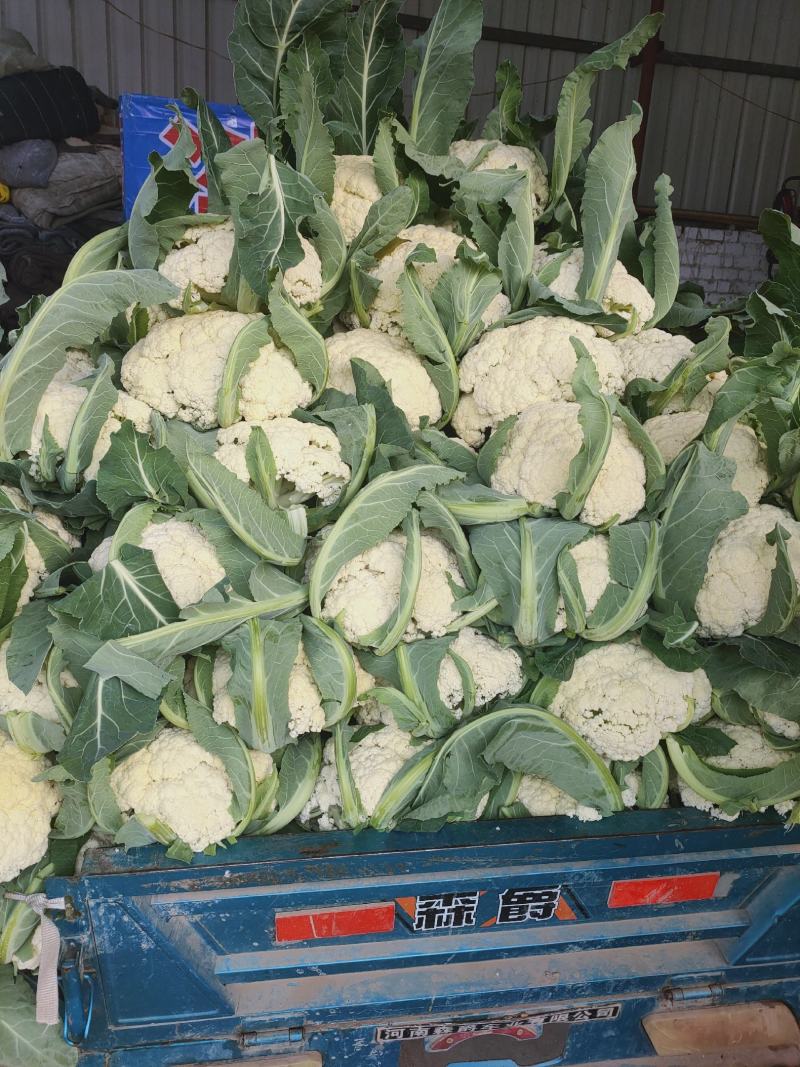 【精品】河南菜花大量上市，产地直发价优欢迎致电合作