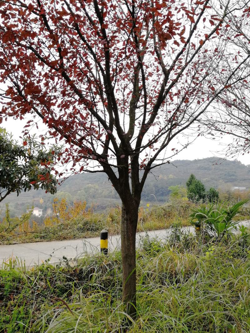 红叶李热销中欢迎洽谈