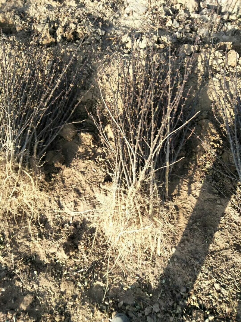 1-3年，大红袍花椒苗，狮子头花椒苗，无刺花椒苗！
