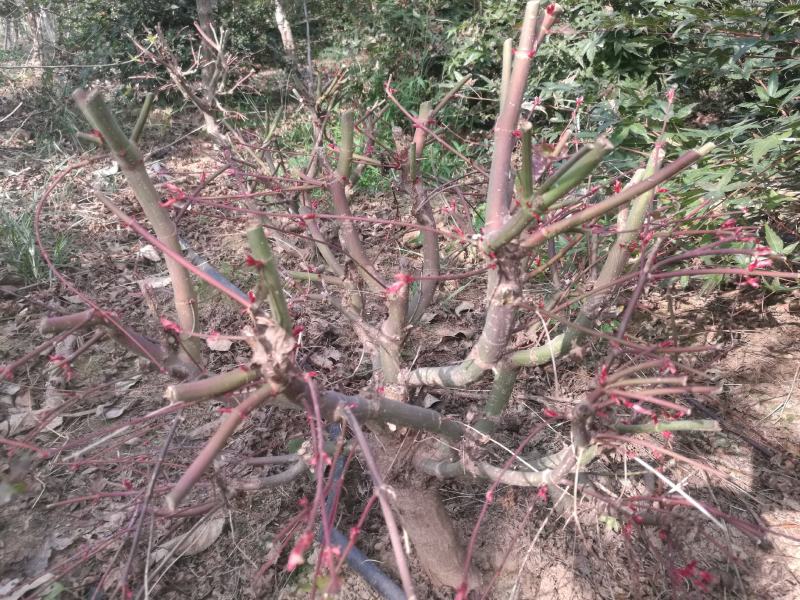 日本红枫，红舞姬十二年盘景，欢迎选购山东省日照市莒县