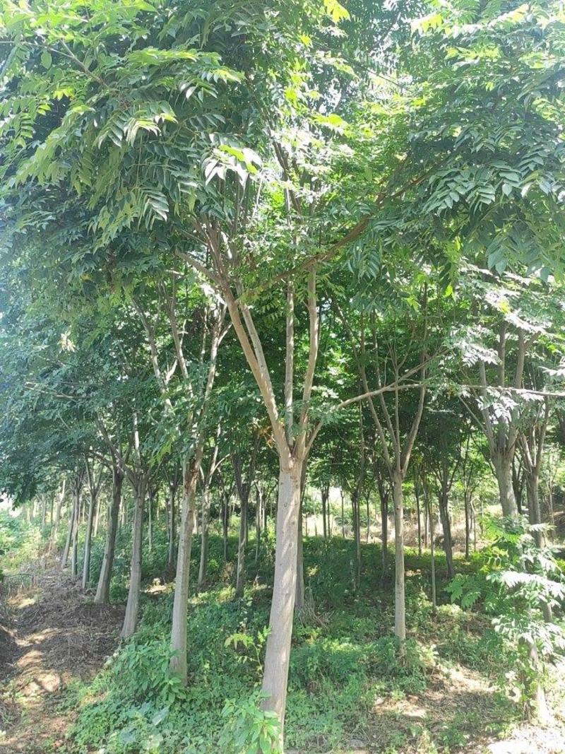 栾树8-15公分全冠栾树现挖现发苗圃直发价格公道