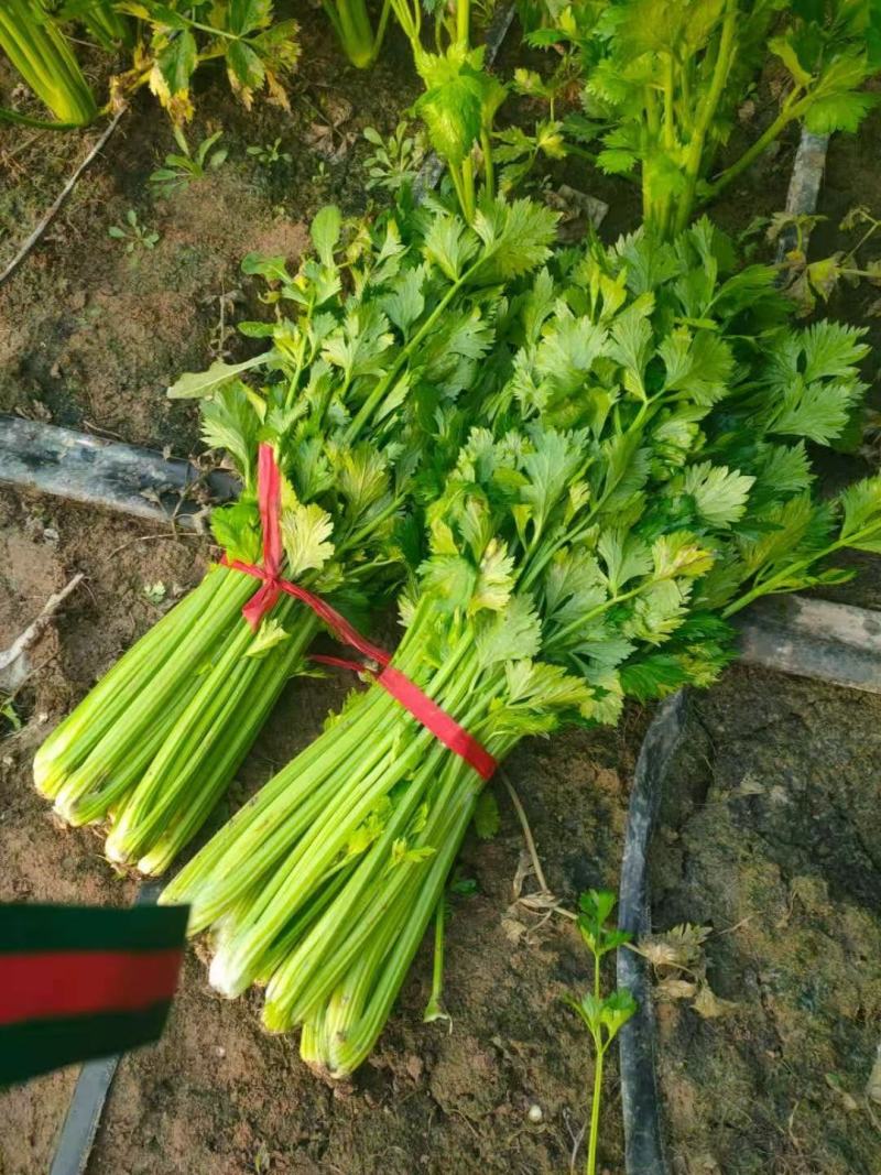 河南周口陆地温室大棚法国皇后芹菜大量上市求合作