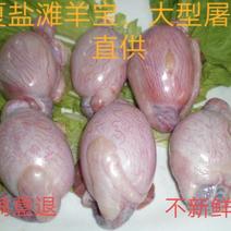 国产精修鲜冻【羊宝】新鲜精修羊宝羊蛋一斤34567个