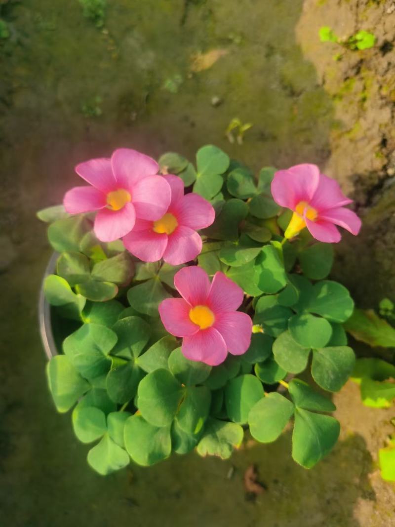 批发大花芙蓉醡浆草大花芙蓉酢浆草杯苗基地直销