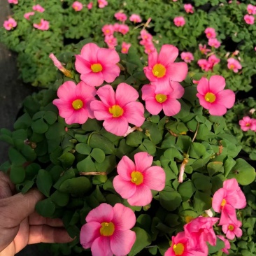 批发大花芙蓉醡浆草大花芙蓉酢浆草杯苗基地直销