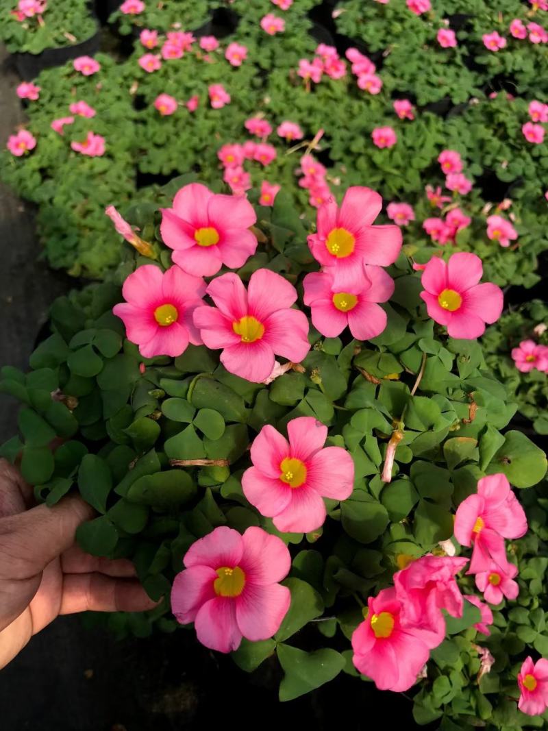 批发大花芙蓉醡浆草大花芙蓉酢浆草杯苗基地直销