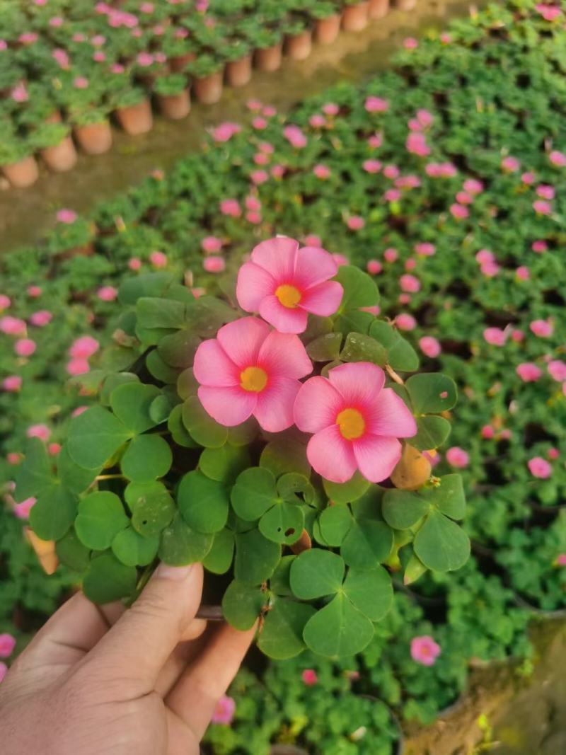 批发大花芙蓉醡浆草大花芙蓉酢浆草杯苗基地直销