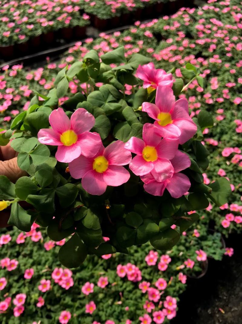 批发大花芙蓉醡浆草大花芙蓉酢浆草杯苗基地直销