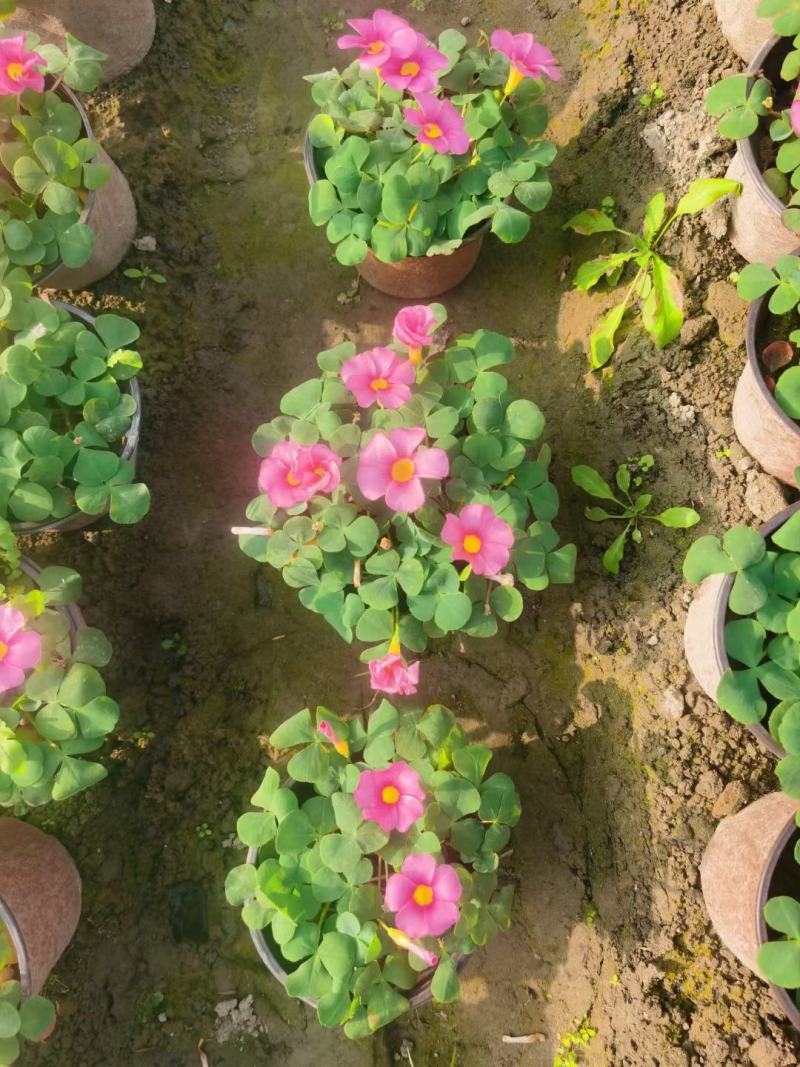 批发大花芙蓉醡浆草大花芙蓉酢浆草杯苗基地直销