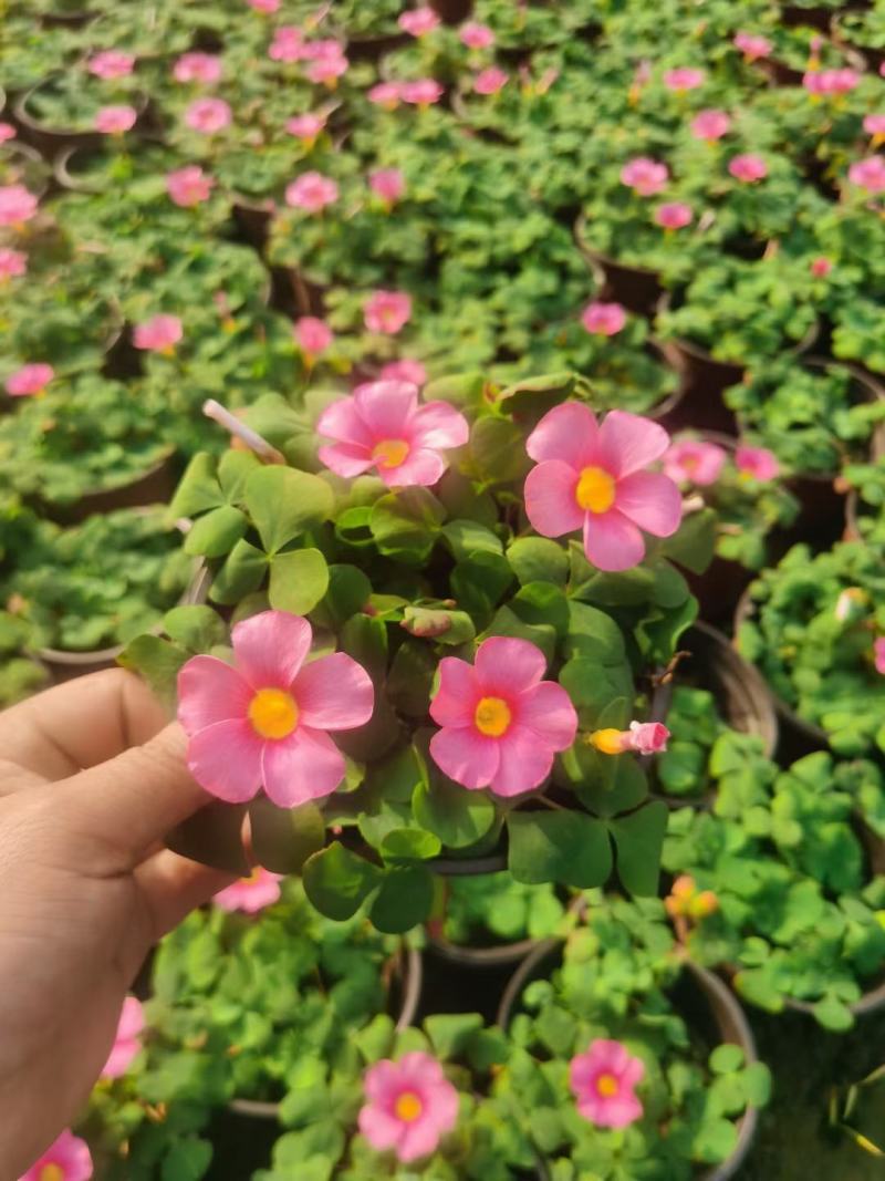 批发大花芙蓉醡浆草大花芙蓉酢浆草杯苗基地直销